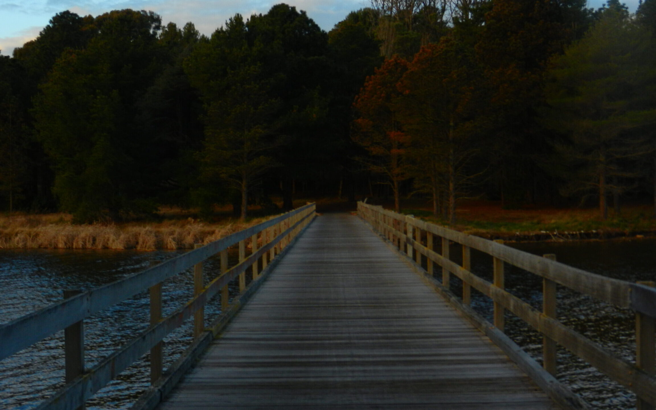 wooden bridge at dawn over lake, greens on the other side