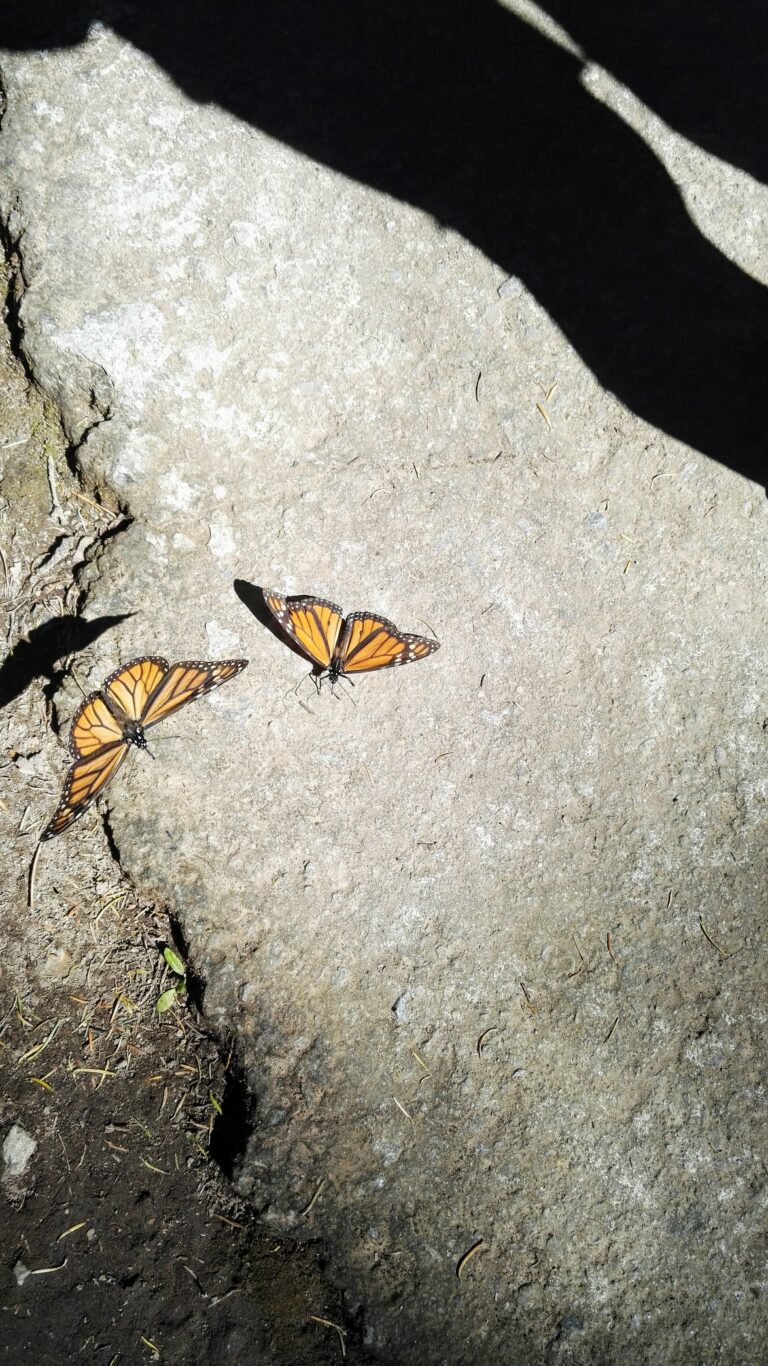 two monarch butterflies on the ground close up