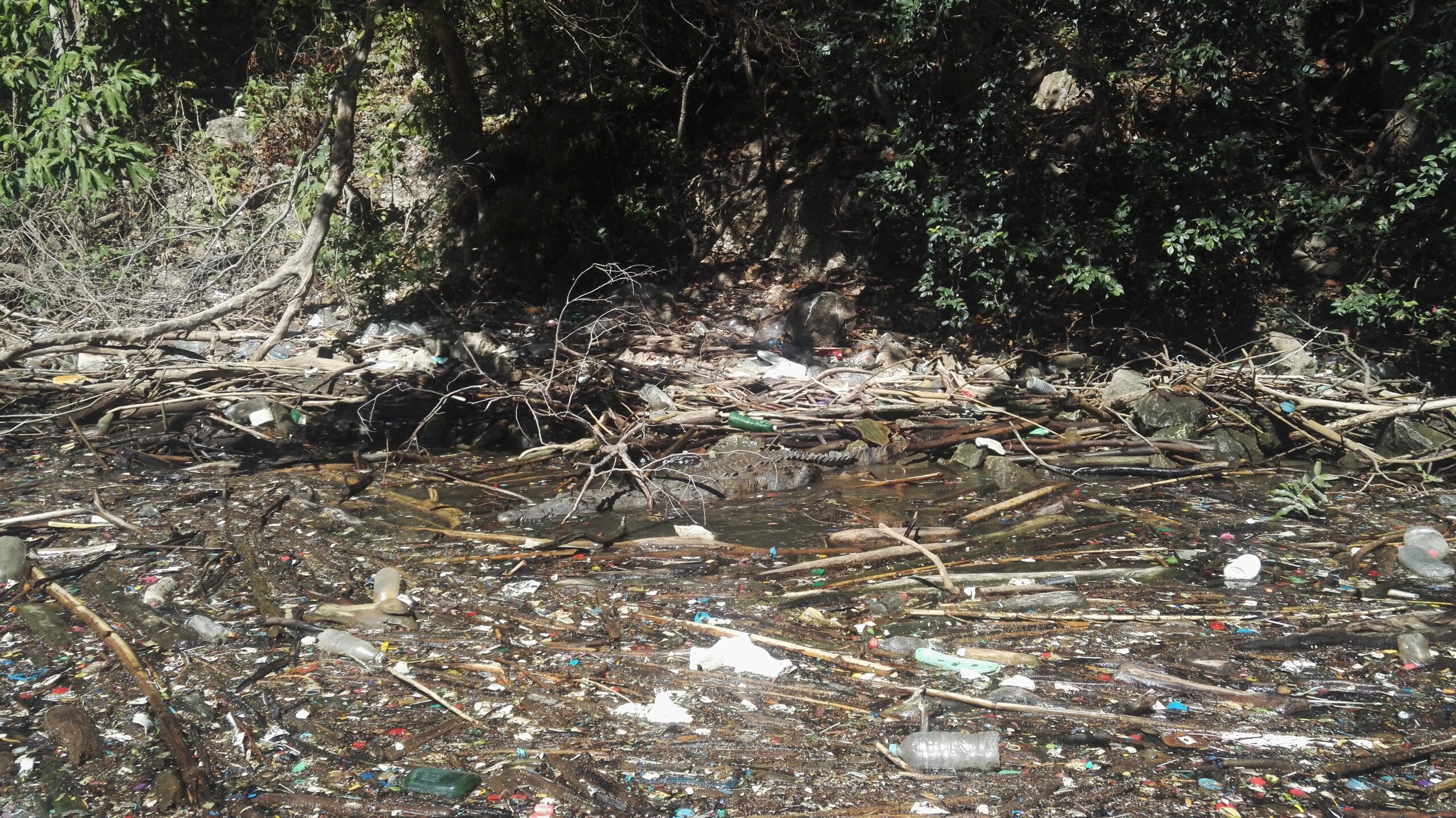 river curve with loads of collected plastic and trash, crocodile swimming amongst it