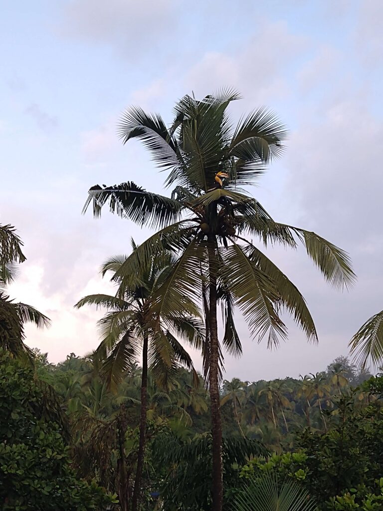 Palmtree with Tucan